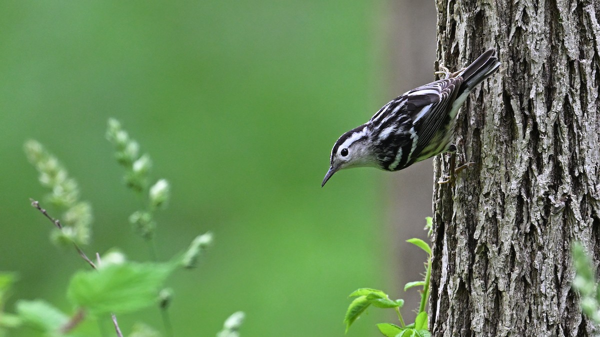 Black-and-white Warbler - Soren Bentzen