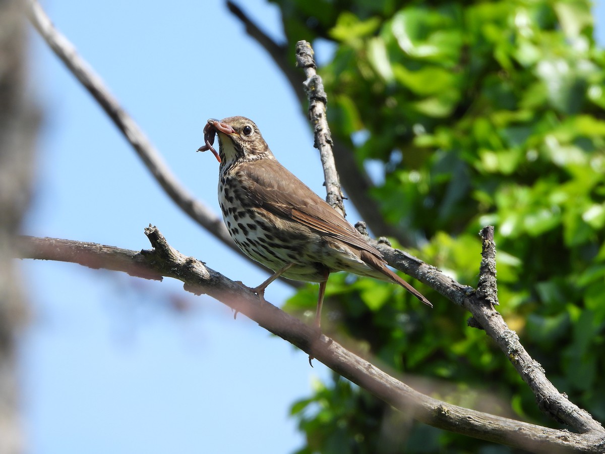 Song Thrush - Haydee Huwel