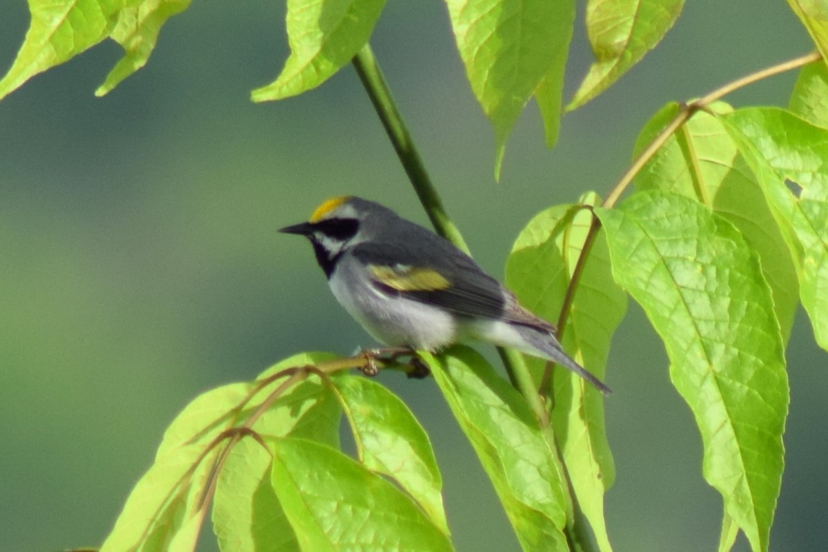 Golden-winged Warbler - Tyler Williams