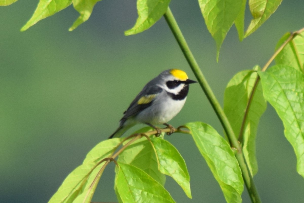 Golden-winged Warbler - Tyler Williams