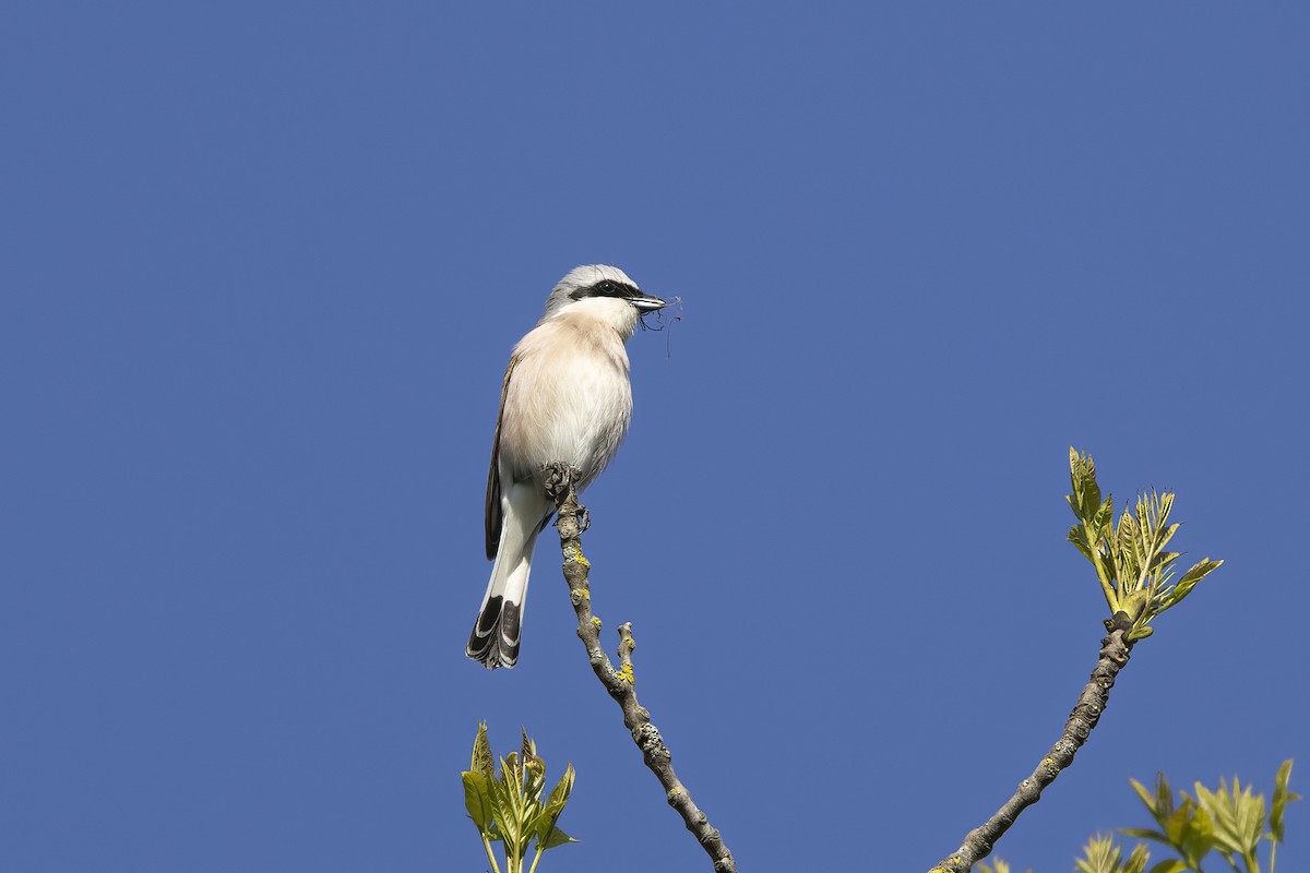 Red-backed Shrike - Delfin Gonzalez