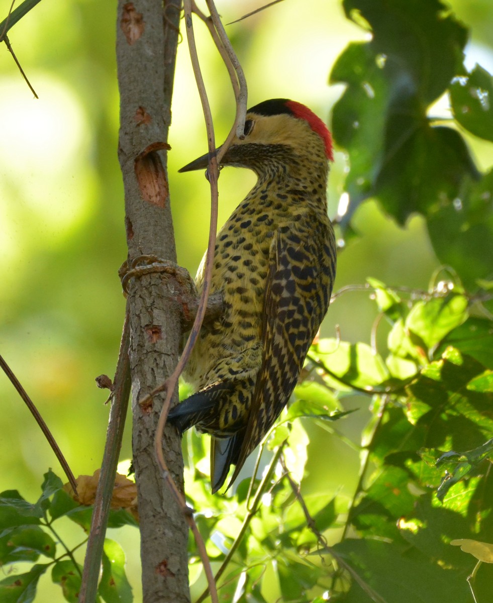 Green-barred Woodpecker - Aparecido Gasparoto