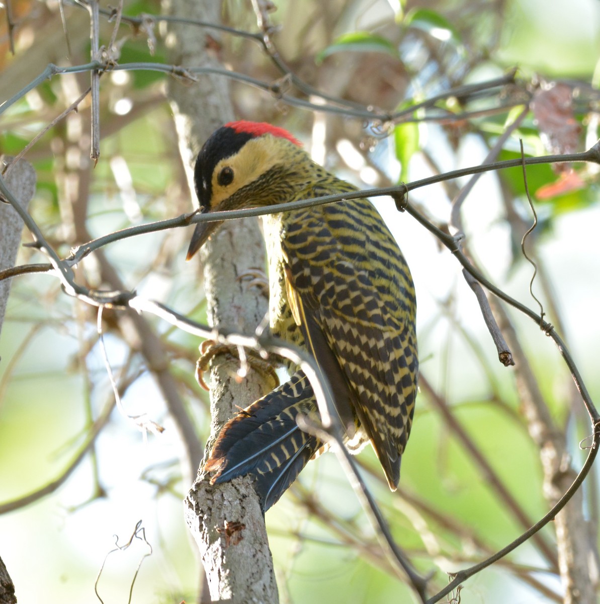 Green-barred Woodpecker - Aparecido Gasparoto