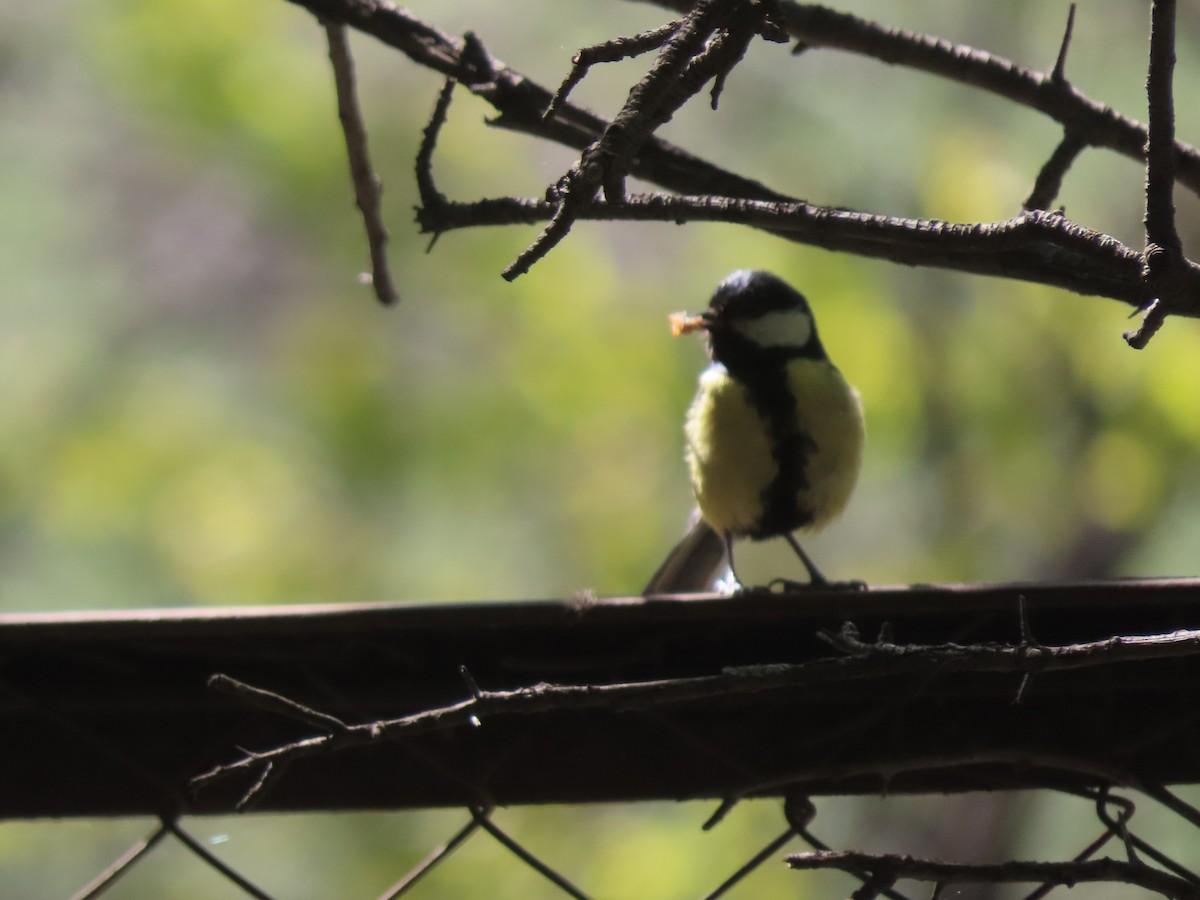 Great Tit - Doug Kibbe