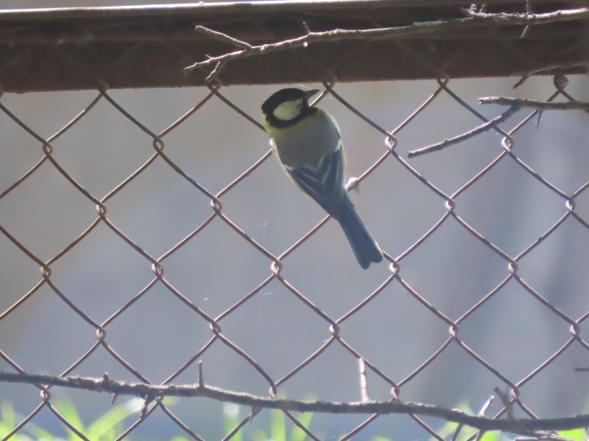 Great Tit - Doug Kibbe