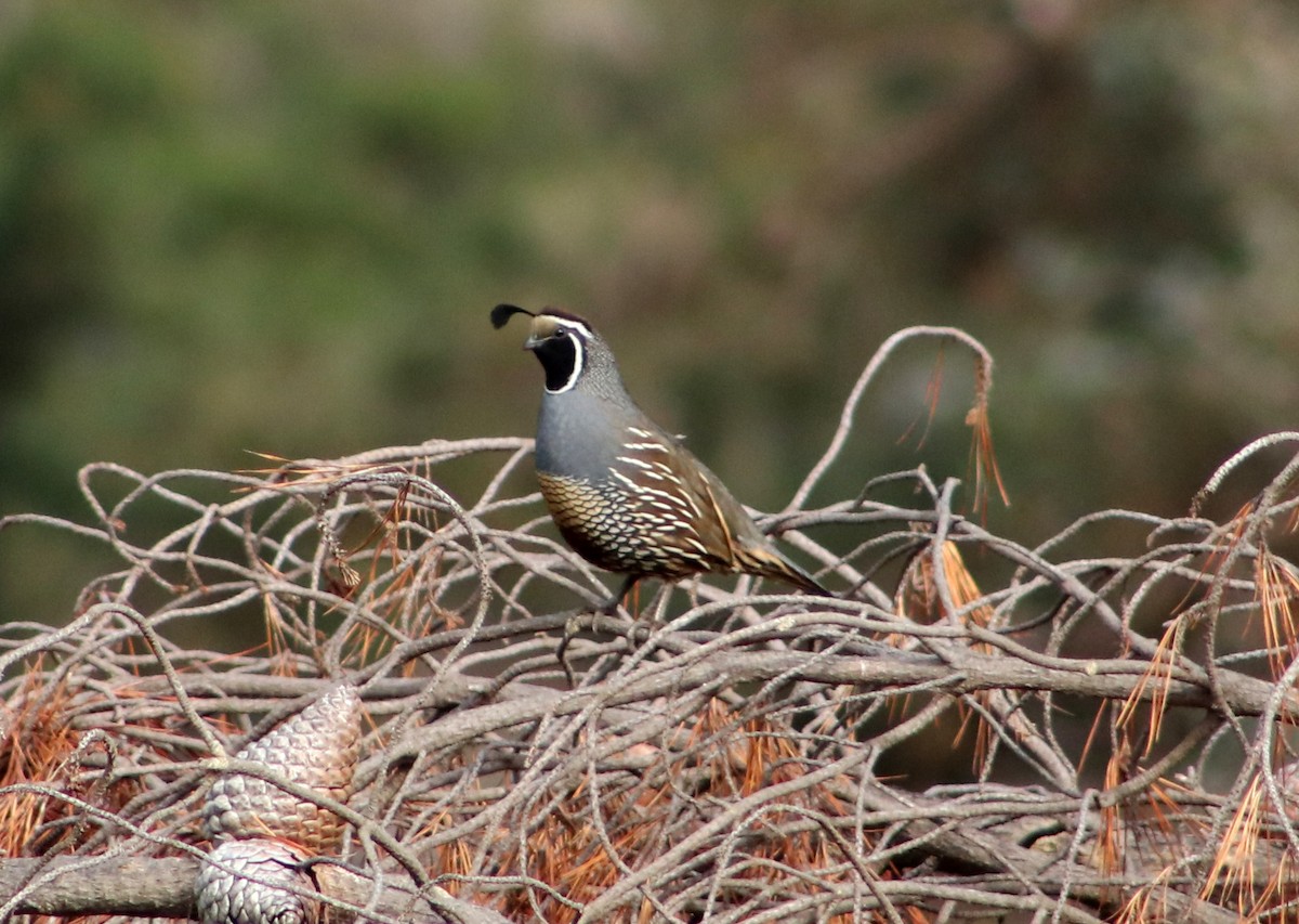 California Quail - Patricio Camacho