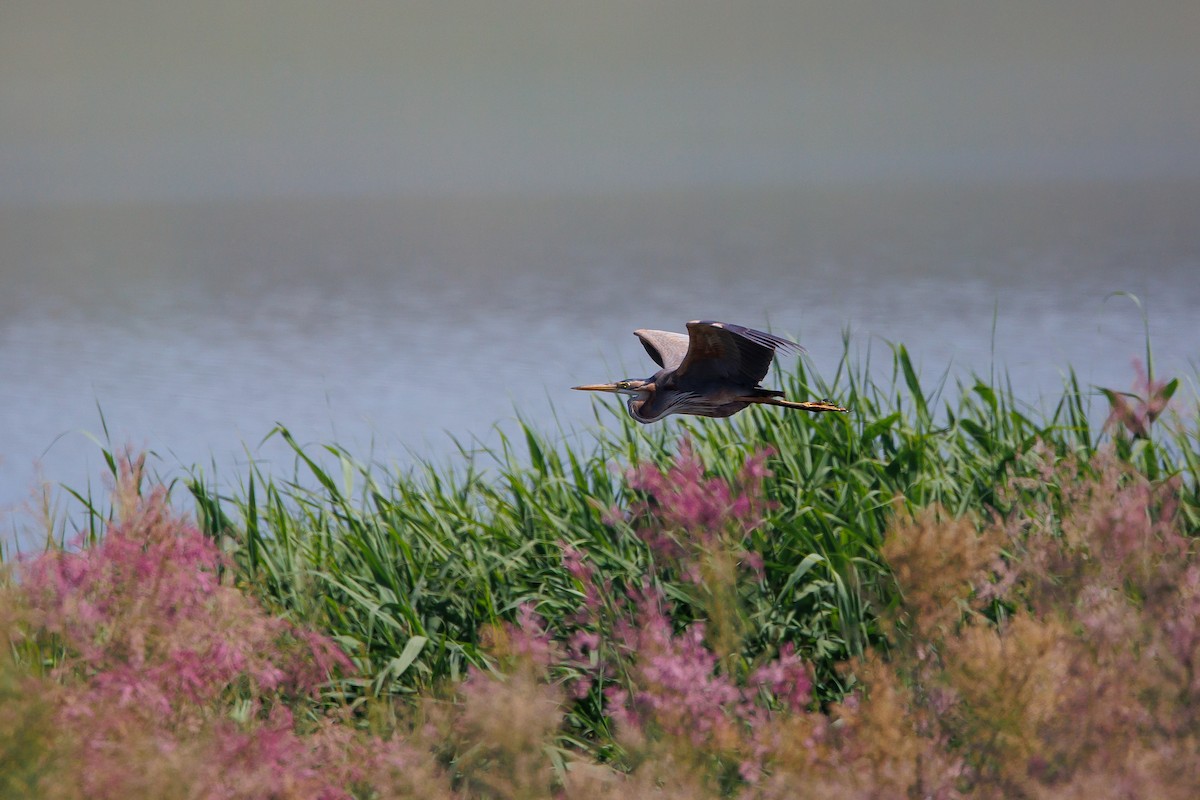 Purple Heron - Giorgi Natsvlishvili