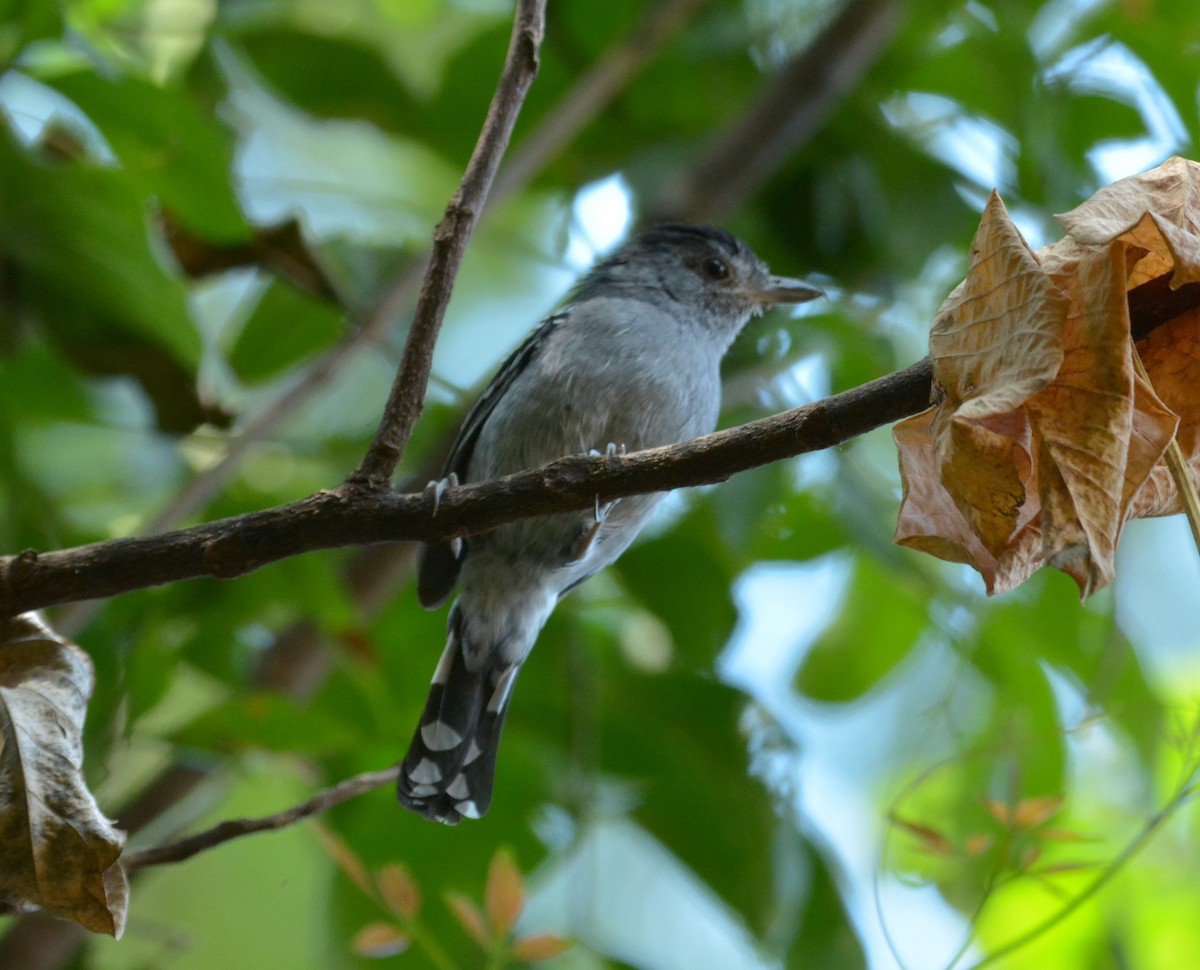 Variable Antshrike - Aparecido Gasparoto