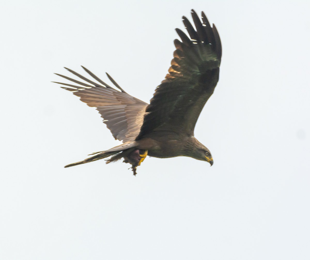 Black Kite - Boris Okanović