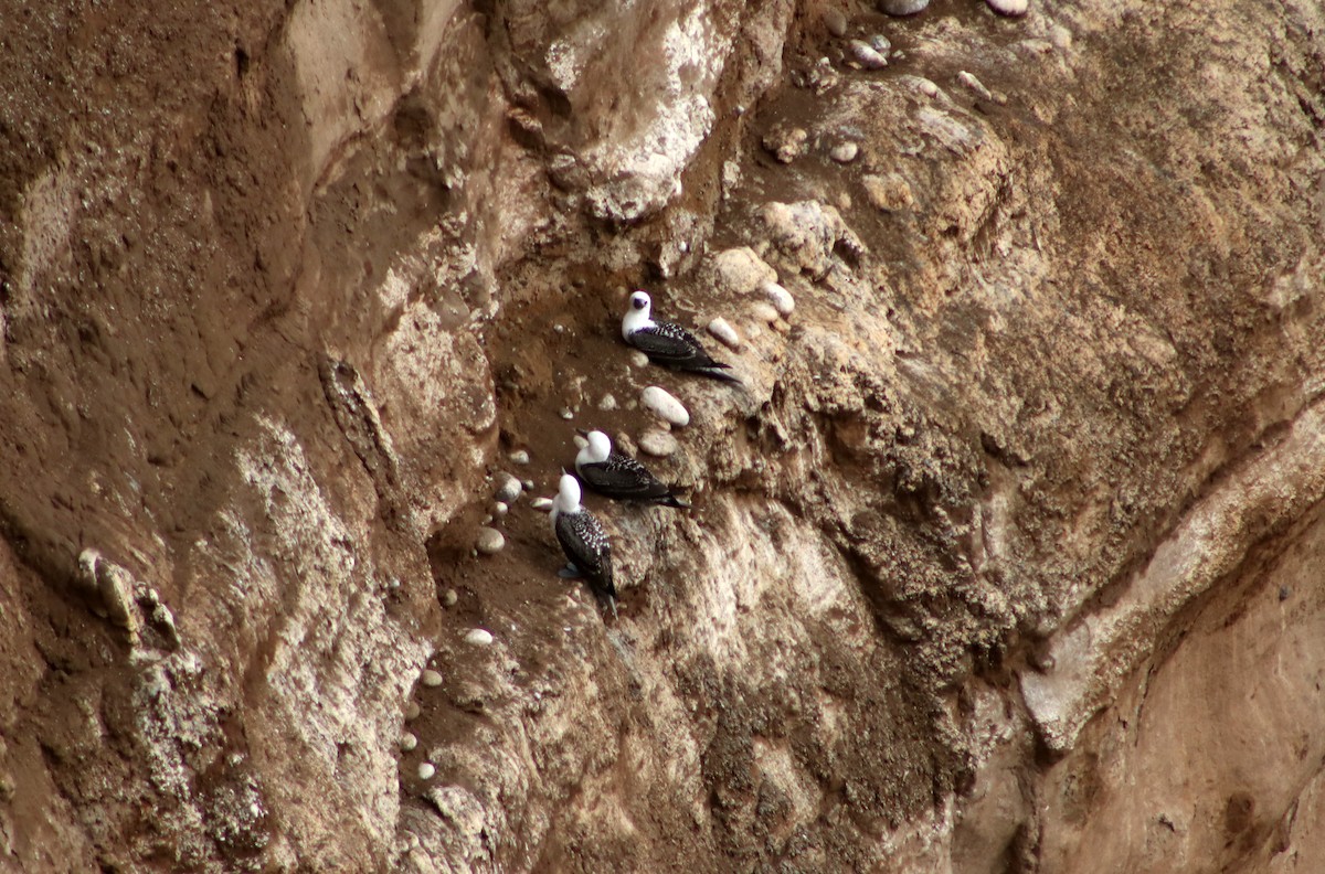 Peruvian Booby - ML619488111