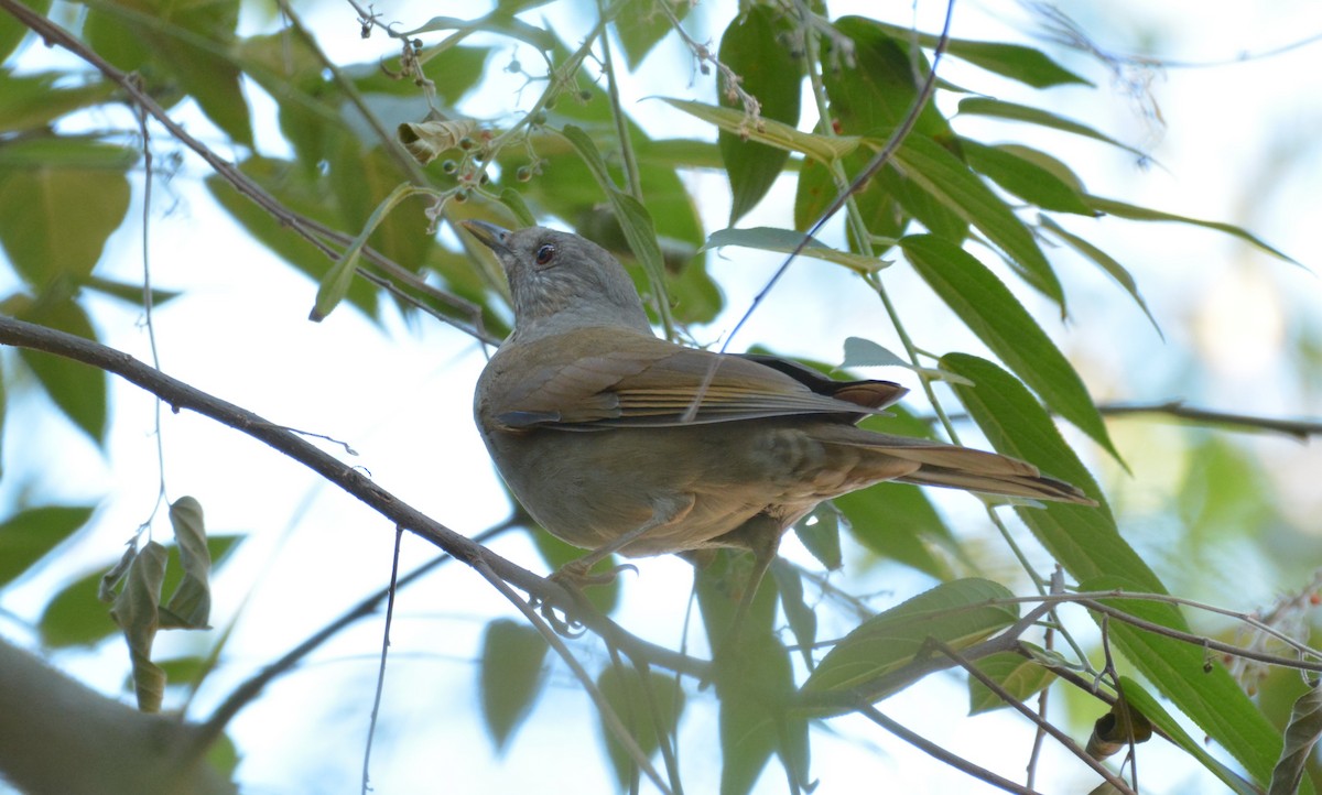 Pale-breasted Thrush - Aparecido Gasparoto