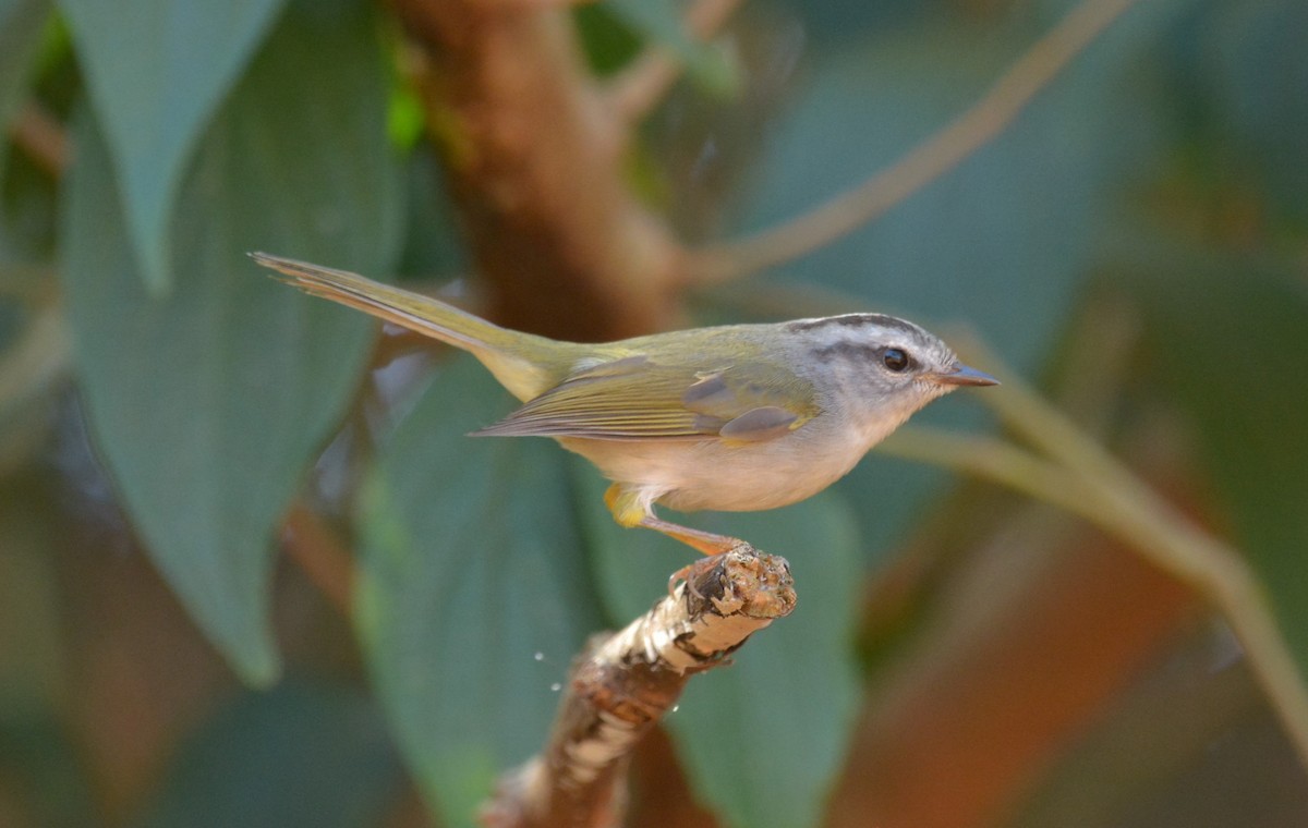 Golden-crowned Warbler - Aparecido Gasparoto