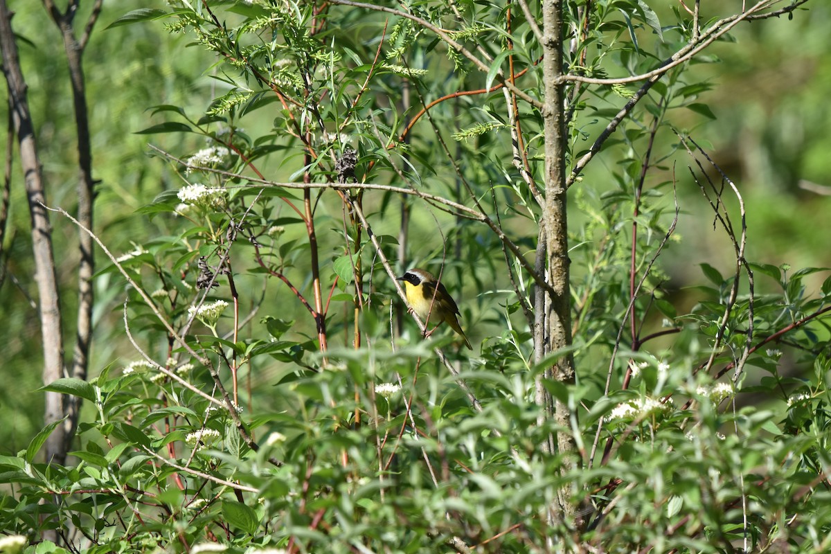 Common Yellowthroat - Nancy Lance