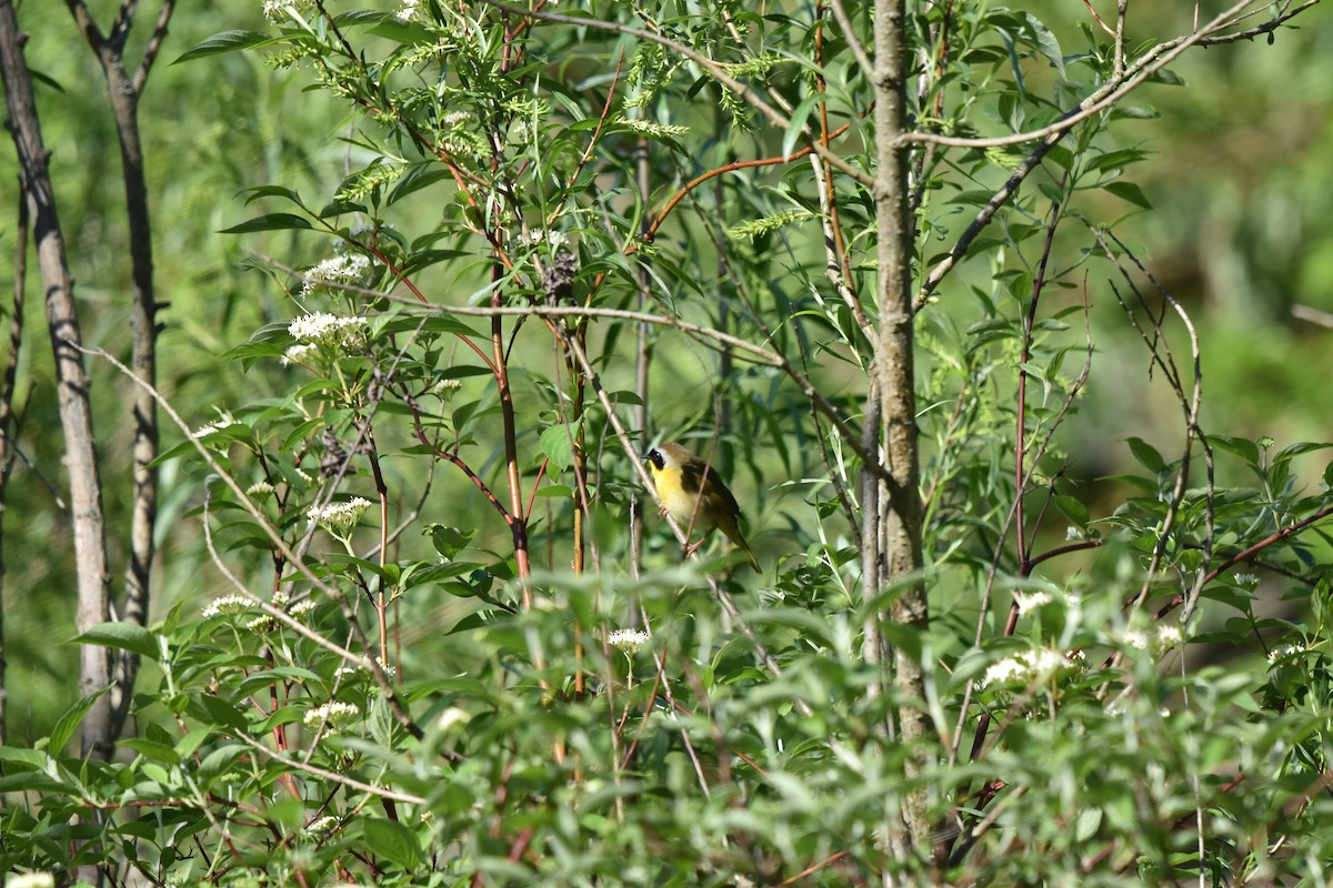 Common Yellowthroat - Nancy Lance