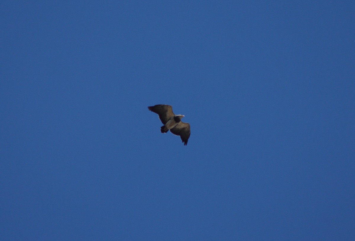 Black-chested Buzzard-Eagle - Pedro Cardia