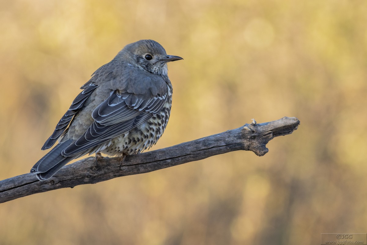 Mistle Thrush - Javier Gómez González