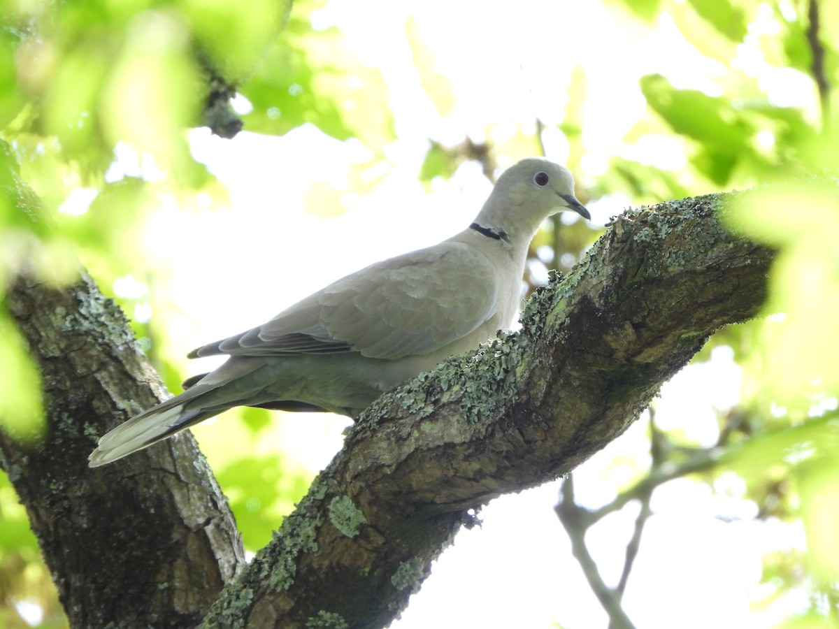 Eurasian Collared-Dove - Haydee Huwel