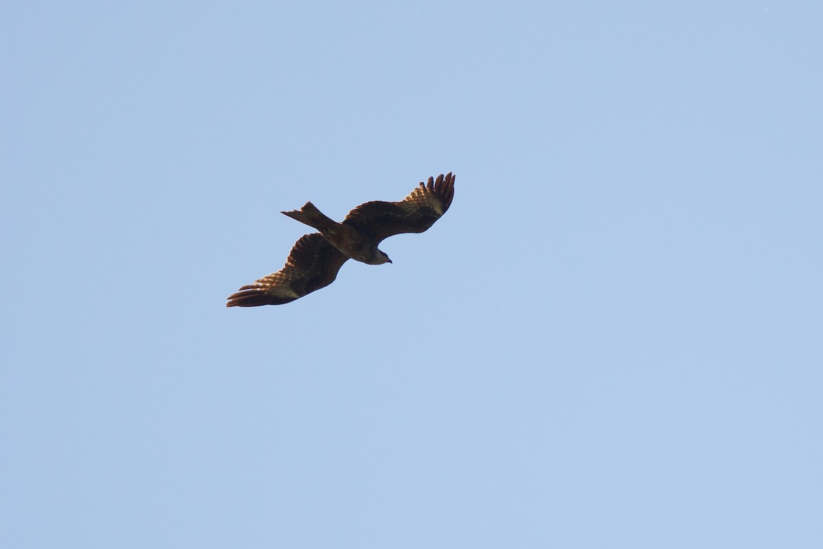 Black Kite - Giorgi Natsvlishvili