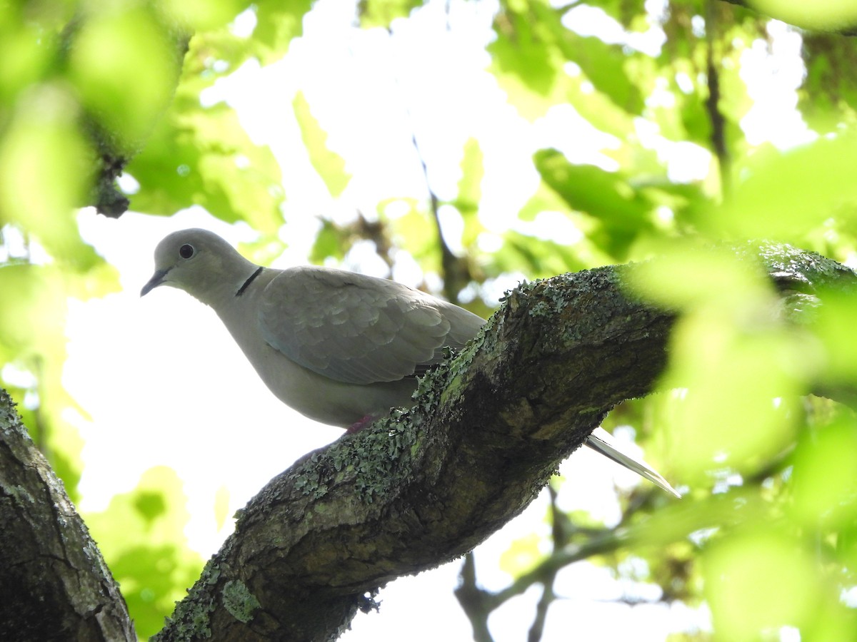 Eurasian Collared-Dove - Haydee Huwel