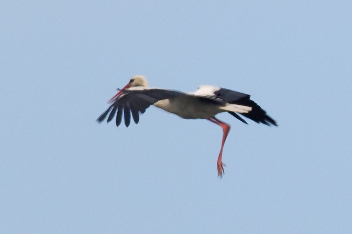 White Stork - Donna Pomeroy