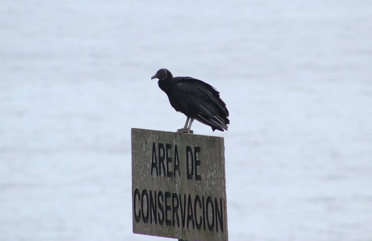 Black Vulture - Patricio Camacho