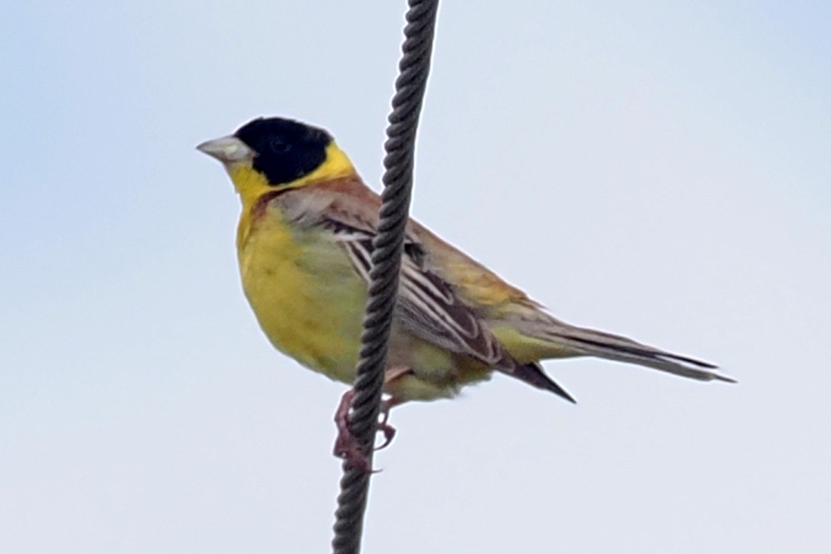 Black-headed Bunting - Donna Pomeroy