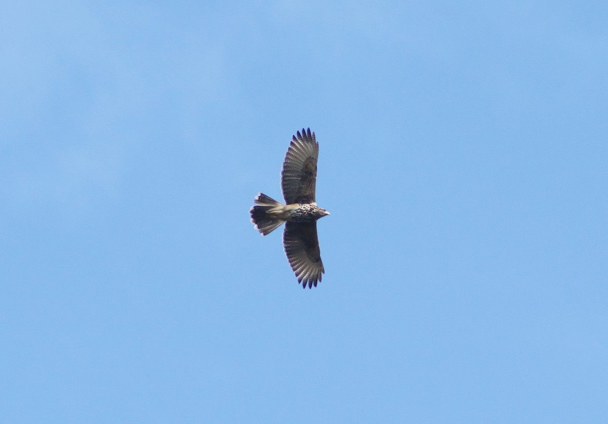 Harris's Hawk - ML619488188