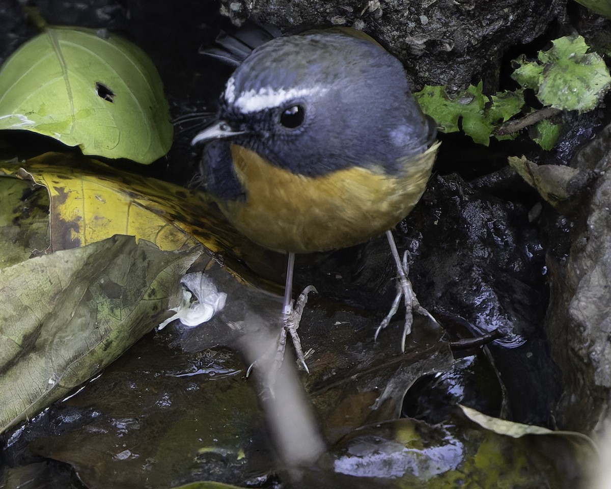Snowy-browed Flycatcher - ML619488189
