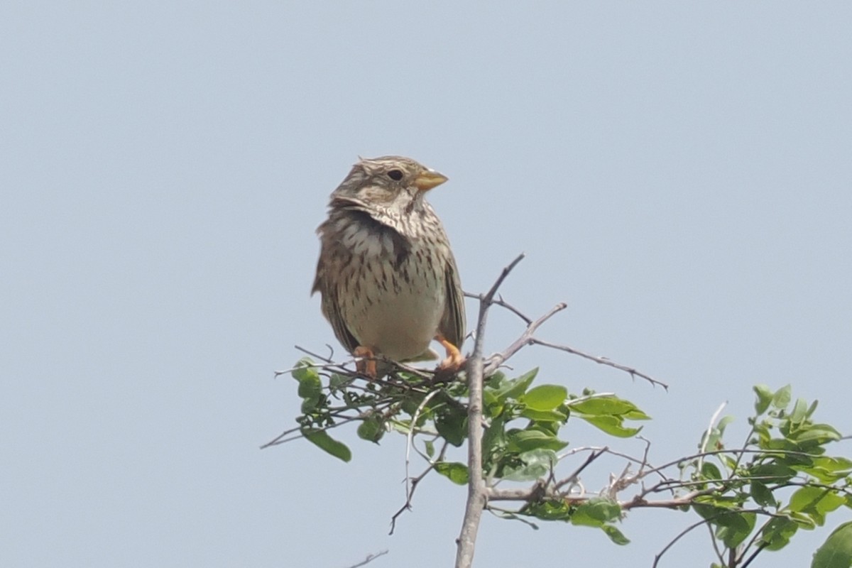 Corn Bunting - Donna Pomeroy