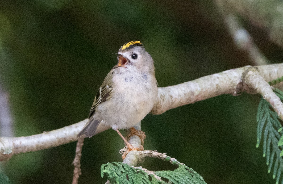 Goldcrest - David Factor