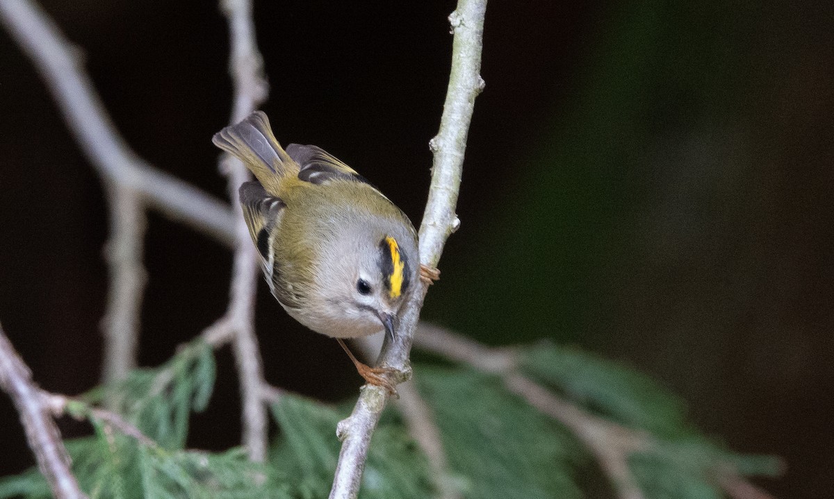 Goldcrest - David Factor