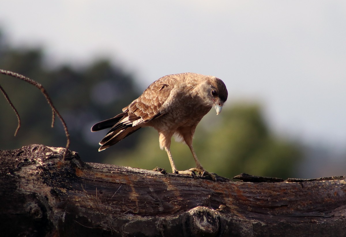 Chimango Caracara - Patricio Camacho