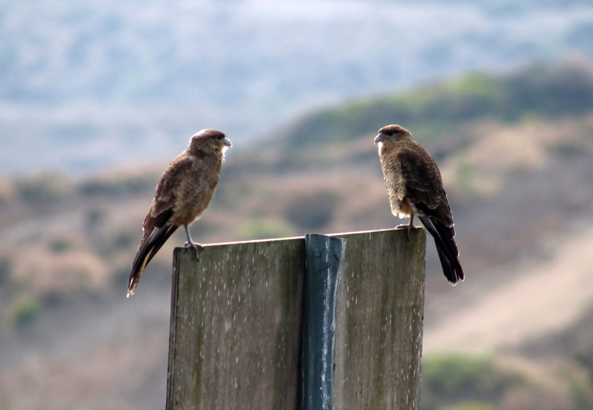 Chimango Caracara - ML619488211