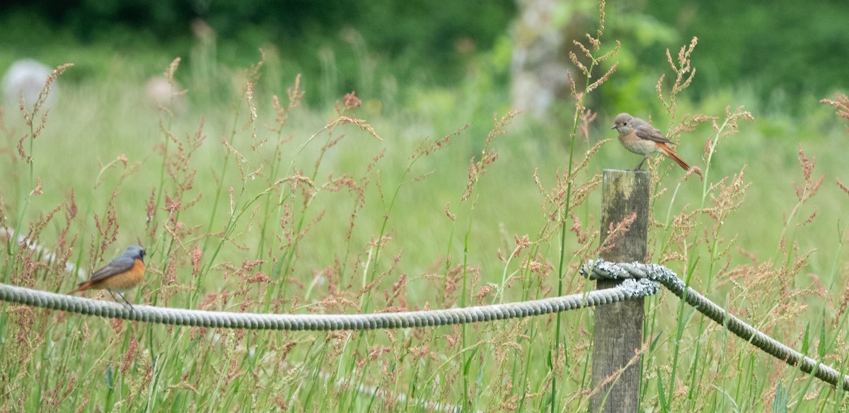 Common Redstart (Common) - David Factor