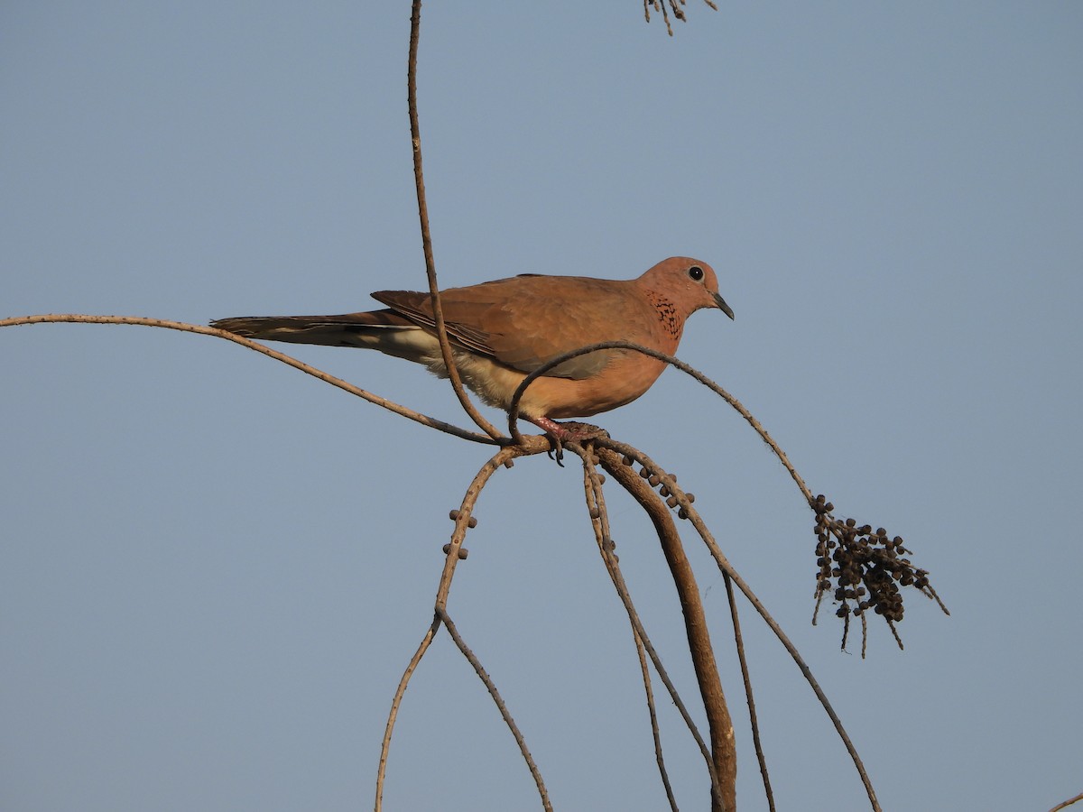 Laughing Dove - Prof Chandan Singh Dalawat