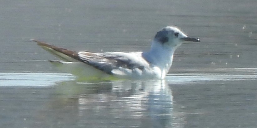 Bonaparte's Gull - ML619488221