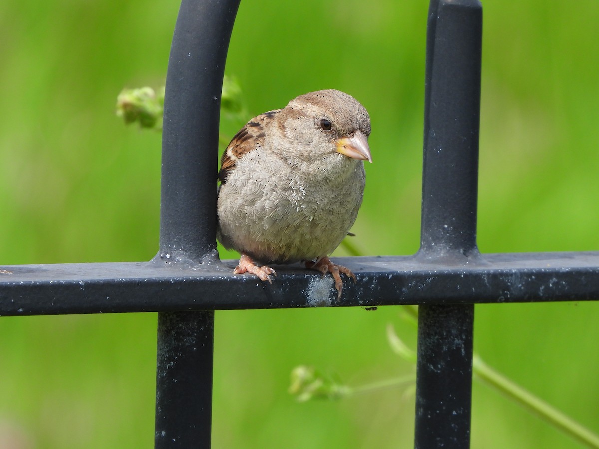 House Sparrow - Haydee Huwel