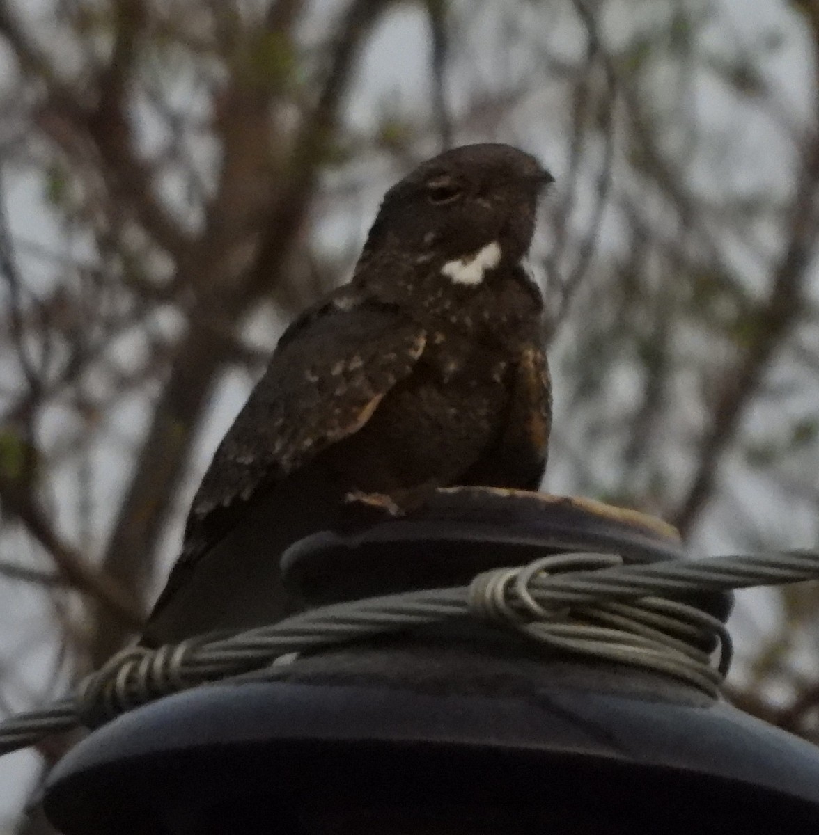 Savanna Nightjar - Prof Chandan Singh Dalawat