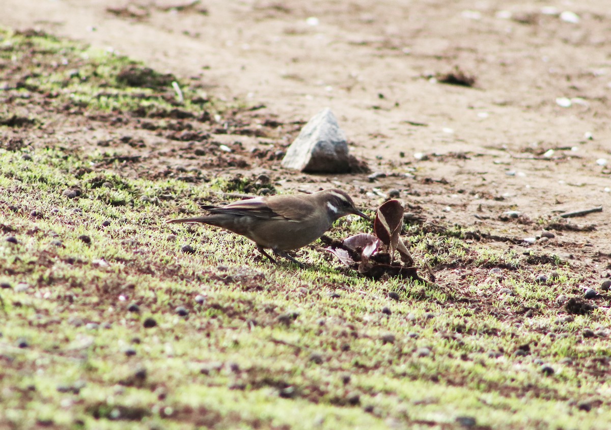 Buff-winged Cinclodes - ML619488228