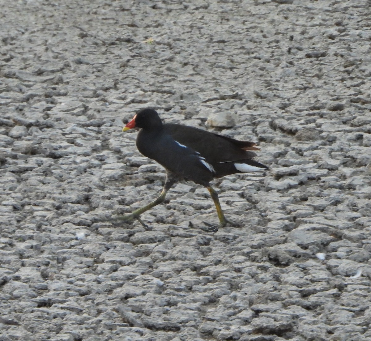 Eurasian Moorhen - Prof Chandan Singh Dalawat