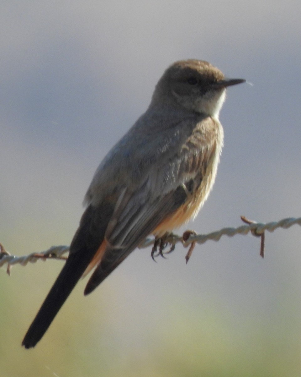 Say's Phoebe - ML619488231