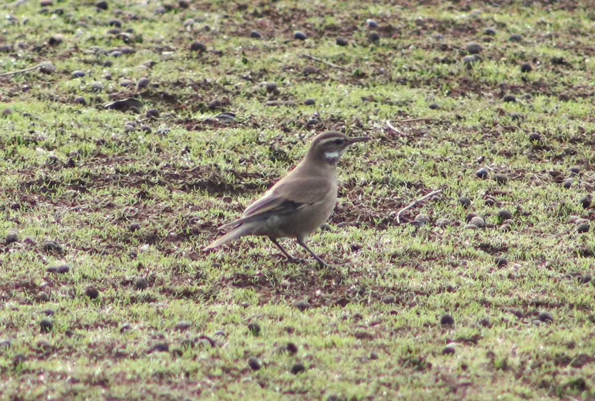 Buff-winged Cinclodes - Patricio Camacho