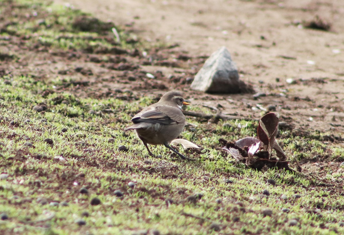 Buff-winged Cinclodes - Patricio Camacho