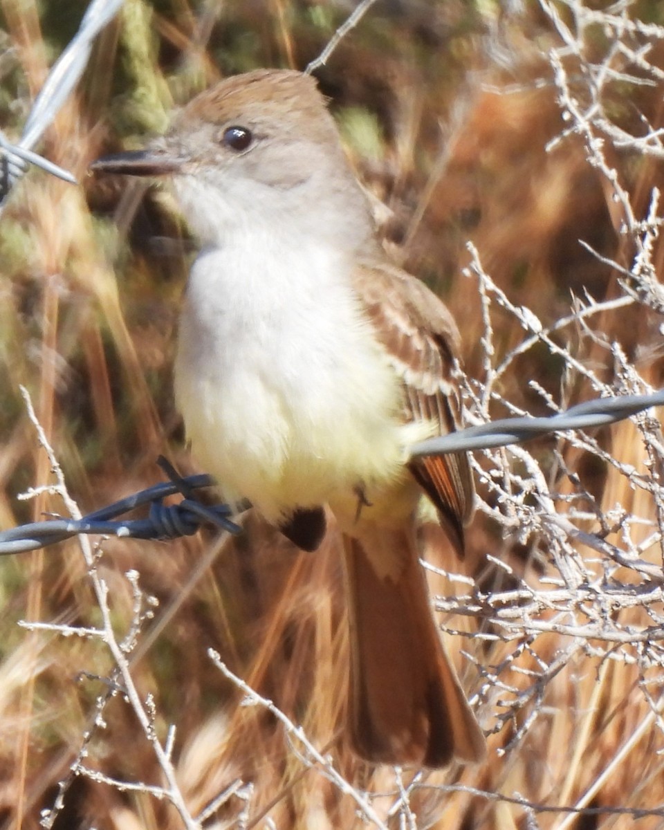 Ash-throated Flycatcher - Michael I Christie