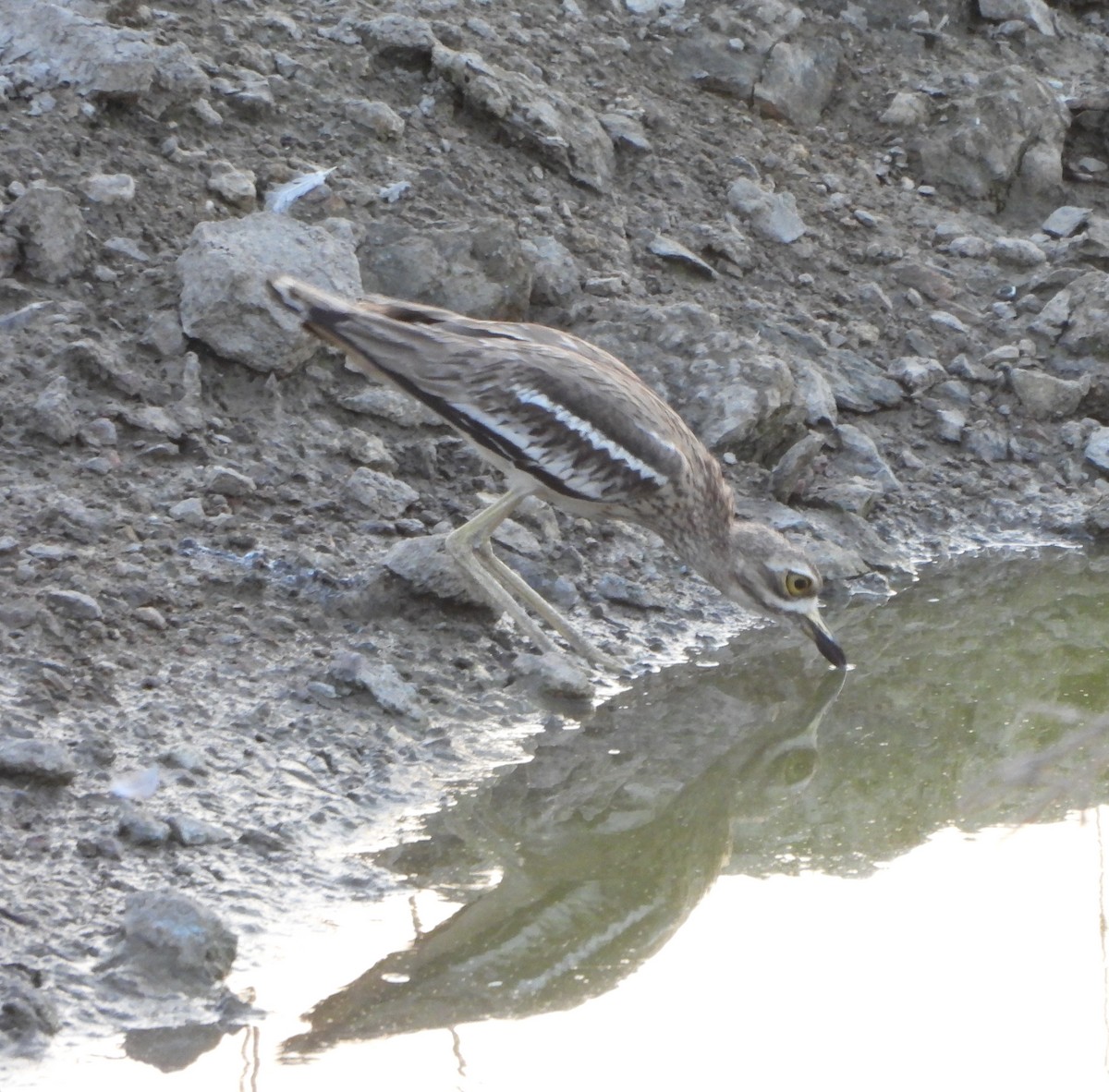 Indian Thick-knee - Prof Chandan Singh Dalawat