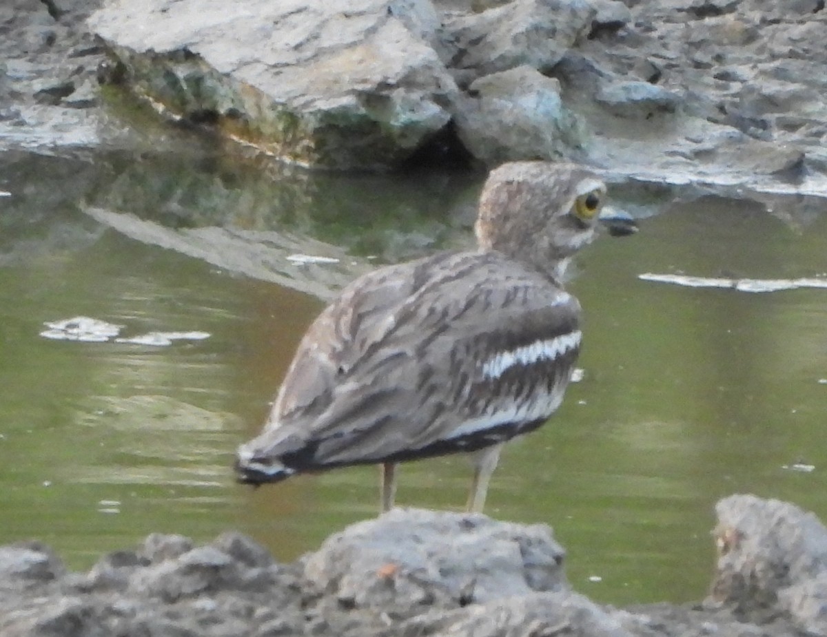 Indian Thick-knee - Prof Chandan Singh Dalawat