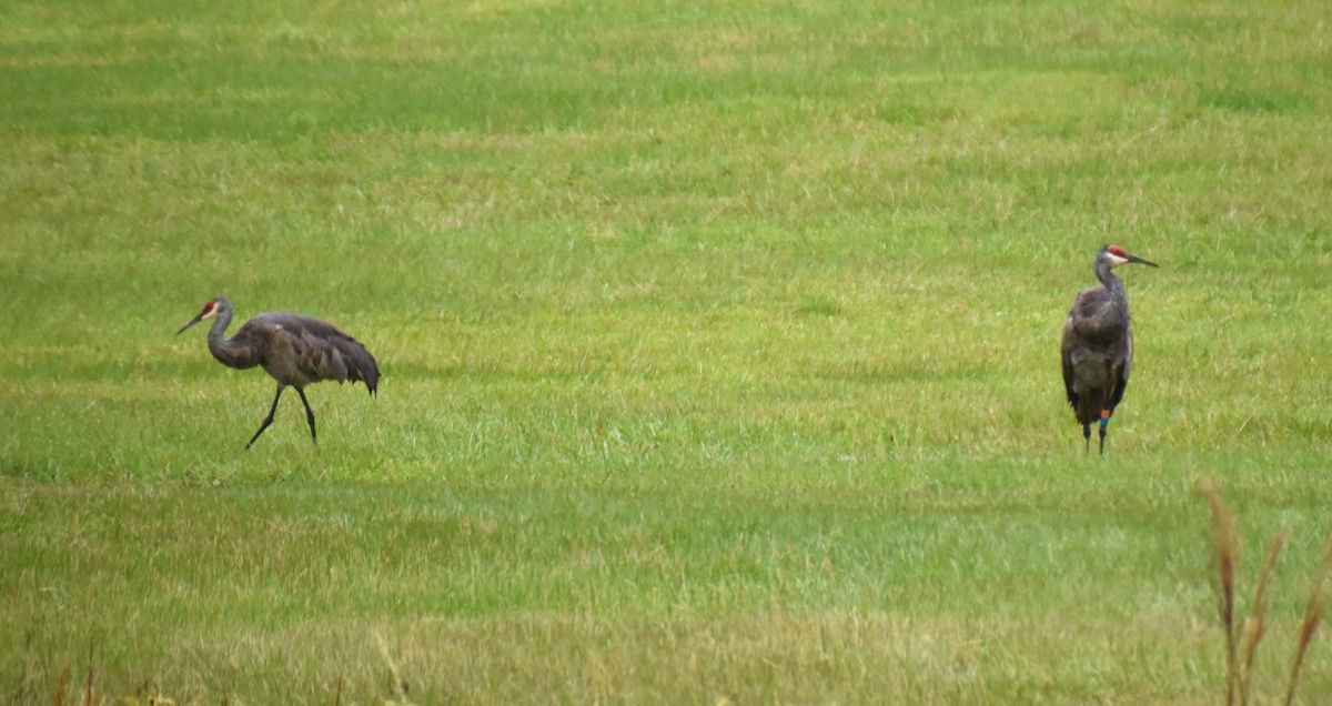 Sandhill Crane (pulla) - Duncan  Fraser