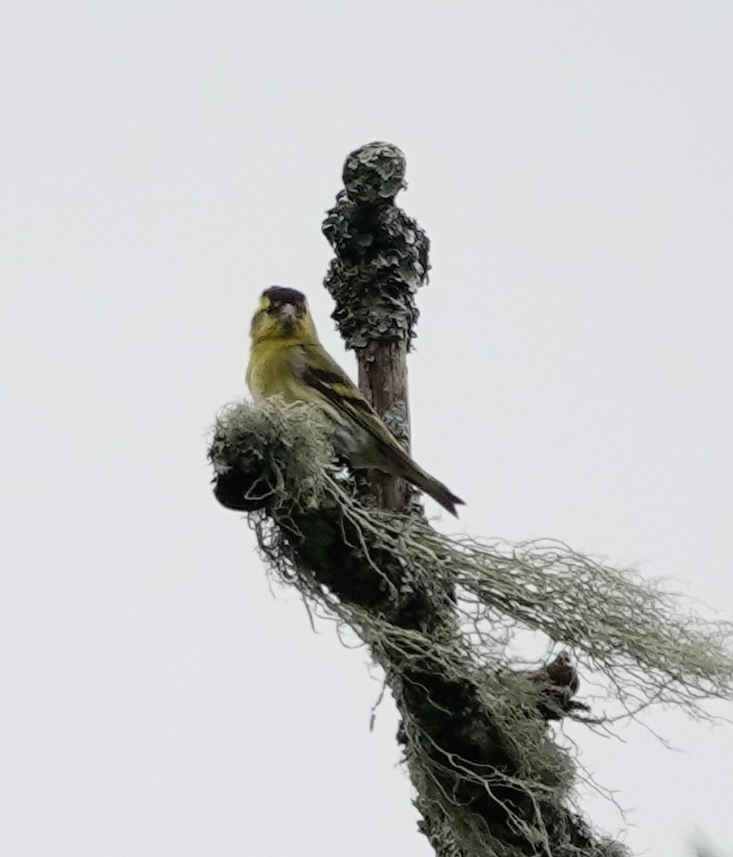 Eurasian Siskin - David Factor