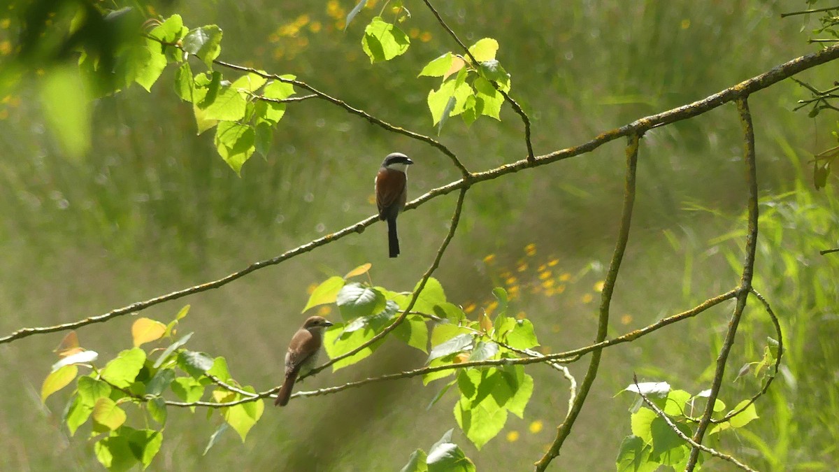 Red-backed Shrike - ML619488271