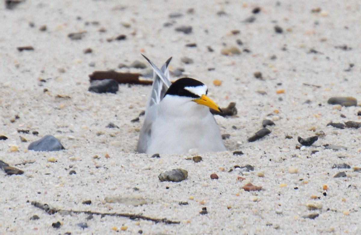 Least Tern - Duncan  Fraser